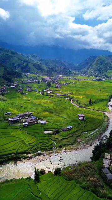 Golden rice terraces in Sapa during autumn harvest season under a clear sky