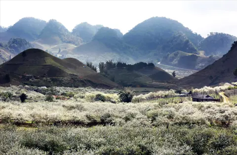Moc Chau Plateau: A Guide to Nature, Culture, and Activities in Son La