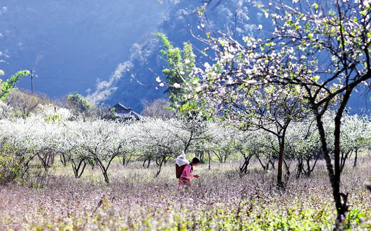 Moc Chau Plateau: A Refreshing Summer Escape in Son La Province