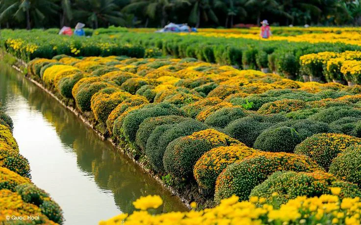 Wide view of Sa Dec flower fields with colorful rows and elevated frames over water