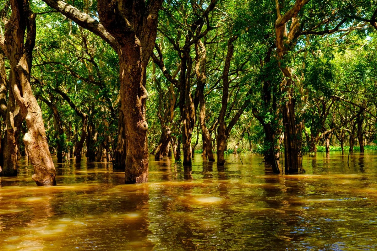 Flooded wetland landscape near Siem Reap with trees and water at dusk