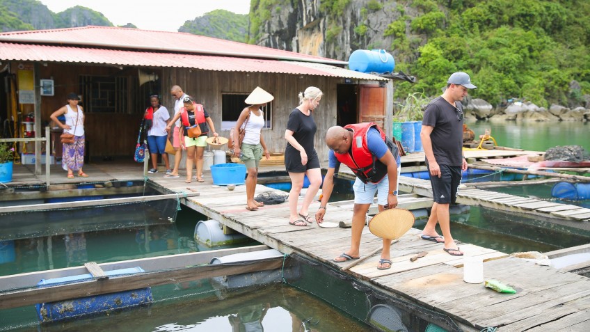 Learn about fish in Halong Bay
